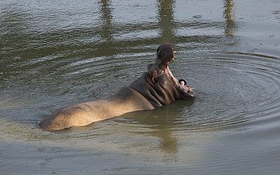 Tami the Hippo is pictured at the Biblical Zoo in Jerusalem on July 4, 2013. (Yonatan Sindel/Flash90)