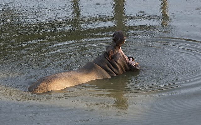 Tami the Hippo is pictured at the Biblical Zoo in Jerusalem on July 4, 2013. (Yonatan Sindel/Flash90) Tami the Hippo is pictured at the Biblical Zoo in Jerusalem on July 4, 2013. (Yonatan Sindel/Flash90)