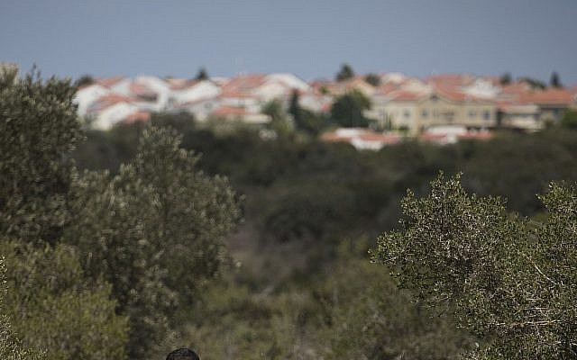 Illustrative: Woods near Zichron Yaakov (Hadas Parush/Flash90) Illustrative: Woods near Zichron Yaakov (Hadas Parush/Flash90)