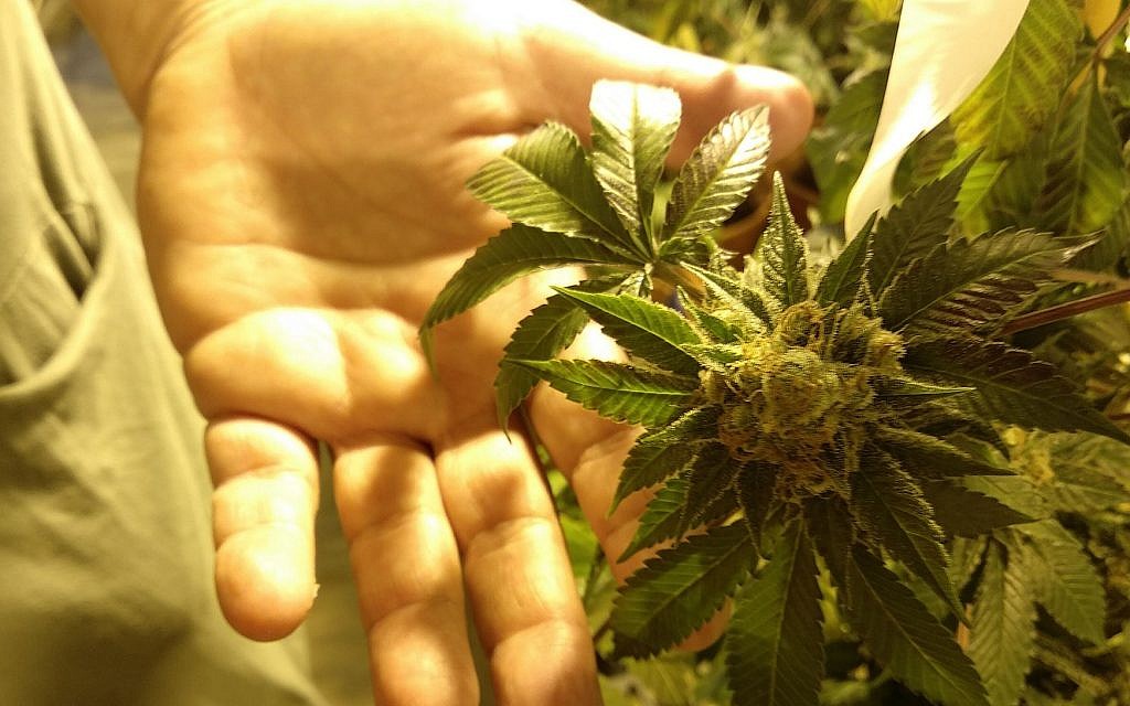 Dr Dvory Namdar, the chief chemist and research associate at the government's marijuana greenhouses at the Volcani Center in Rishon Lezion, holds a flowering cannabis plant on June 27, 2018. (Melanie Lidman/Times of Israel) Dr Dvory Namdar, the chief chemist and research associate at the government's marijuana greenhouses at the Volcani Center in Rishon Lezion, holds a flowering cannabis plant on June 27, 2018. (Melanie Lidman/Times of Israel)