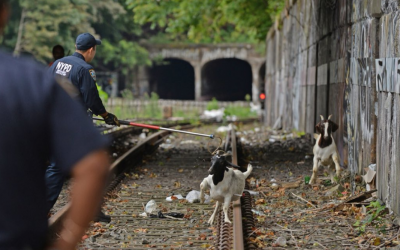 A New York police officer captures two goats on a city subway line, August 21, 2018. (NYPD Twitter account screen capture)