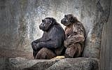 Chimpanzee family. (iStock by Getty Images/ apple2499)
