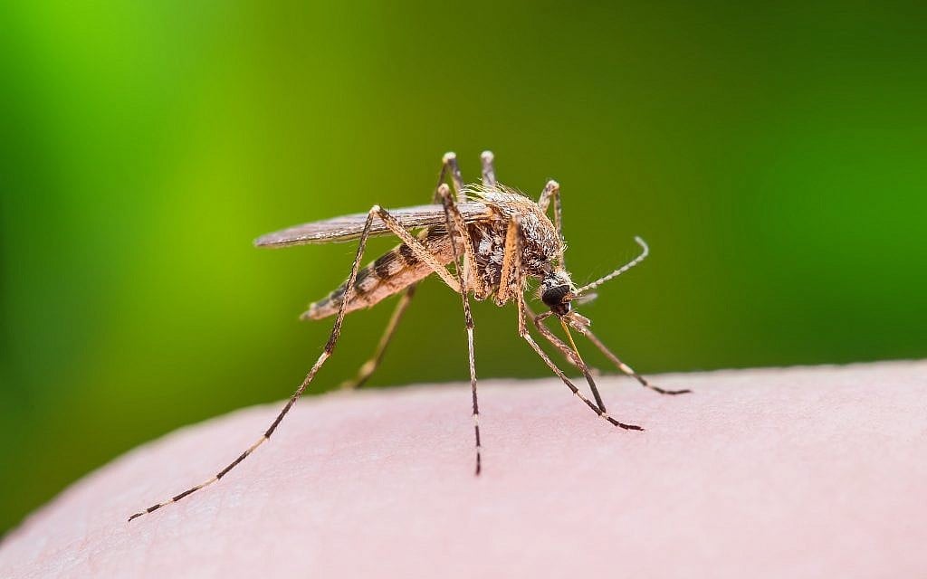 Illustrative image of a mosquito biting through skin. (iStock by Getty Images/nechaev-kon)