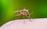 Illustrative image of a mosquito biting through skin. (iStock by Getty Images/nechaev-kon)
