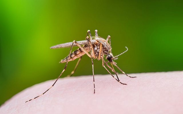 Illustrative image of a mosquito biting through skin. (iStock by Getty Images/nechaev-kon)