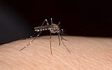 A mosquito bites a person. (iStock from Getty Images/fotomarekka)