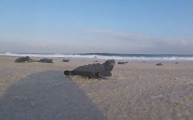 Dozens of newly hatched loggerhead turtles dash over Nitzanim beach to the sea on August 20, 2018. (Screen capture: Israel Nature and Parks Authority)