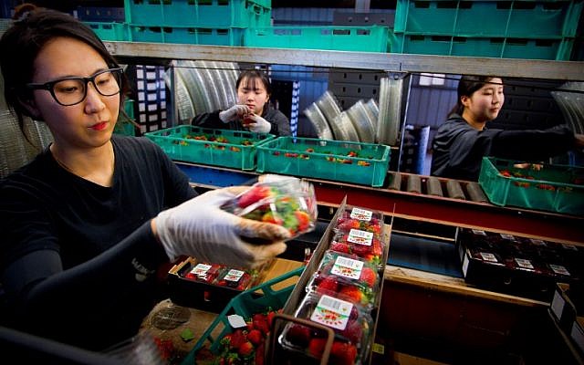 Braetop Berries workers Hoyoun Lee (L), Sorim Kweon and Hyeyoung Seo (R) process strawberries in the Glass House Mountains in Queensland on September 20, 2018. (AFP PHOTO / Patrick HAMILTON) Braetop Berries workers Hoyoun Lee (L), Sorim Kweon and Hyeyoung Seo (R) process strawberries in the Glass House Mountains in Queensland on September 20, 2018. (AFP PHOTO / Patrick HAMILTON)