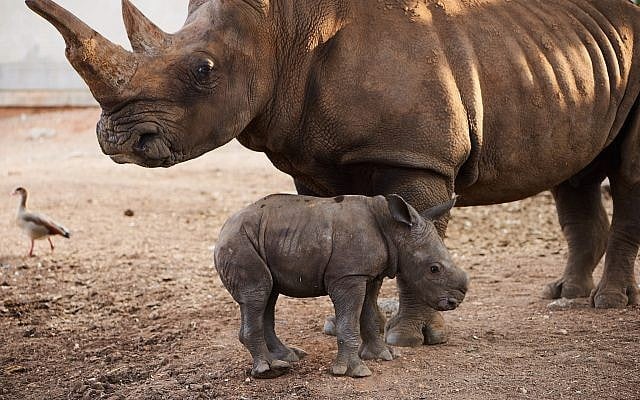 Southern white rhino Tanda with her newborn calf at the Ramat Gan safari, September 16, 2018. (Elad Hershkowitz/Ramat Gan Safari) Southern white rhino Tanda with her newborn calf at the Ramat Gan safari, September 16, 2018. (Elad Hershkowitz/Ramat Gan Safari)