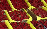 FILE - This Aug. 12, 2005 file photo shows organically grown strawberries for sale at a roadside stand in Watsonville, California (AP Photo/Rita Beamish, file)