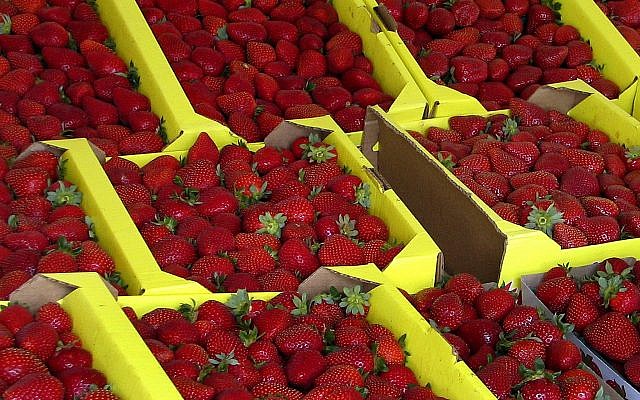 FILE - This Aug. 12, 2005 file photo shows organically grown strawberries for sale at a roadside stand in Watsonville, California (AP Photo/Rita Beamish, file) FILE - This Aug. 12, 2005 file photo shows organically grown strawberries for sale at a roadside stand in Watsonville, California (AP Photo/Rita Beamish, file)