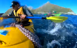 Seal slaps kayaker off South Island town of Kaikoura on September 25, 2018. (Screen capture/YouTube)