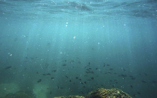 In this October 26, 2015 file photo, fish swim over a patch of bleached coral in Hawaii's Kaneohe Bay off the island of Oahu. Warmer water is repeatedly causing mass global bleaching events to Earth's fragile coral reefs. (AP Photo/Caleb Jones,) In this October 26, 2015 file photo, fish swim over a patch of bleached coral in Hawaii's Kaneohe Bay off the island of Oahu. Warmer water is repeatedly causing mass global bleaching events to Earth's fragile coral reefs. (AP Photo/Caleb Jones,)
