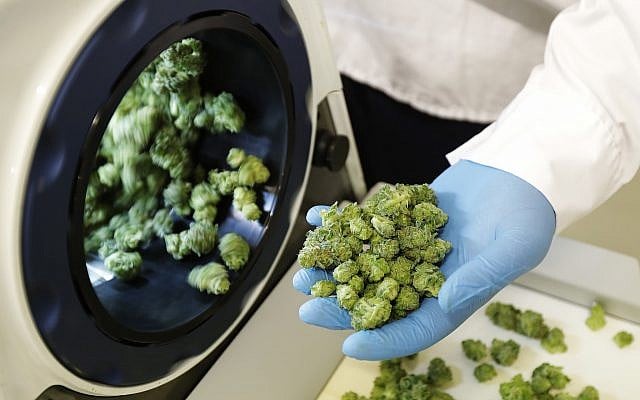 In this Sept. 25, 2018, photo, Devin Melnyk, a long-time marijuana grower and a consultant with Pure Sunfarms, holds trimmed marijuana as it comes out of a high-volume cannabis trimming machine at a massive tomato greenhouse being renovated to grow pot in Delta, British Columbia (AP Photo/Ted S. Warren, File) In this Sept. 25, 2018, photo, Devin Melnyk, a long-time marijuana grower and a consultant with Pure Sunfarms, holds trimmed marijuana as it comes out of a high-volume cannabis trimming machine at a massive tomato greenhouse being renovated to grow pot in Delta, British Columbia (AP Photo/Ted S. Warren, File)