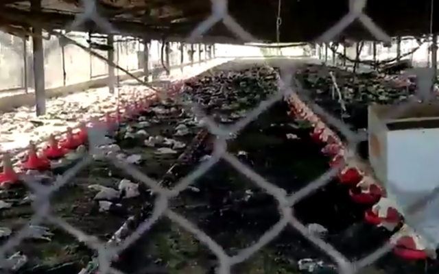 A screen capture from video taken on October 5, 2018, of the aftermath of a suspected arson attack in the northern Israeli moshav of Bethlehem in the Galilee in which some 50,000 chickens were burned alive. (Screen capture: Twitter) A screen capture from video taken on October 5, 2018, of the aftermath of a suspected arson attack in the northern Israeli moshav of Bethlehem in the Galilee in which some 50,000 chickens were burned alive. (Screen capture: Twitter)