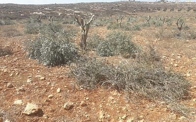 Olive trees found maimed in the Palestinian village of Al-Mughayyir, on October 14, 2018. (Yesh Din)