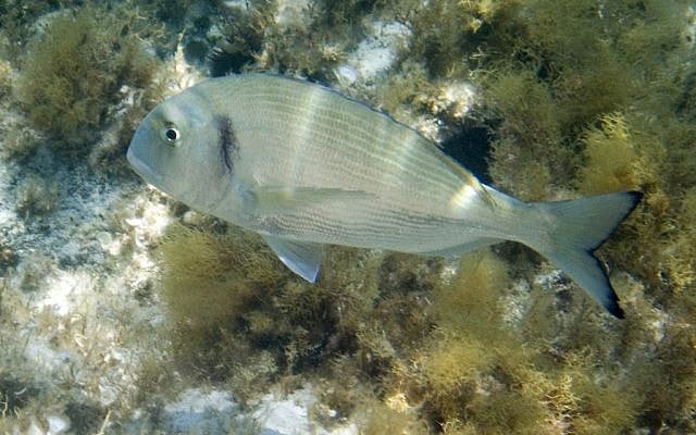 The gilthead seabream fish, known as "denise" in Hebrew. (Courtesy Haifa University)