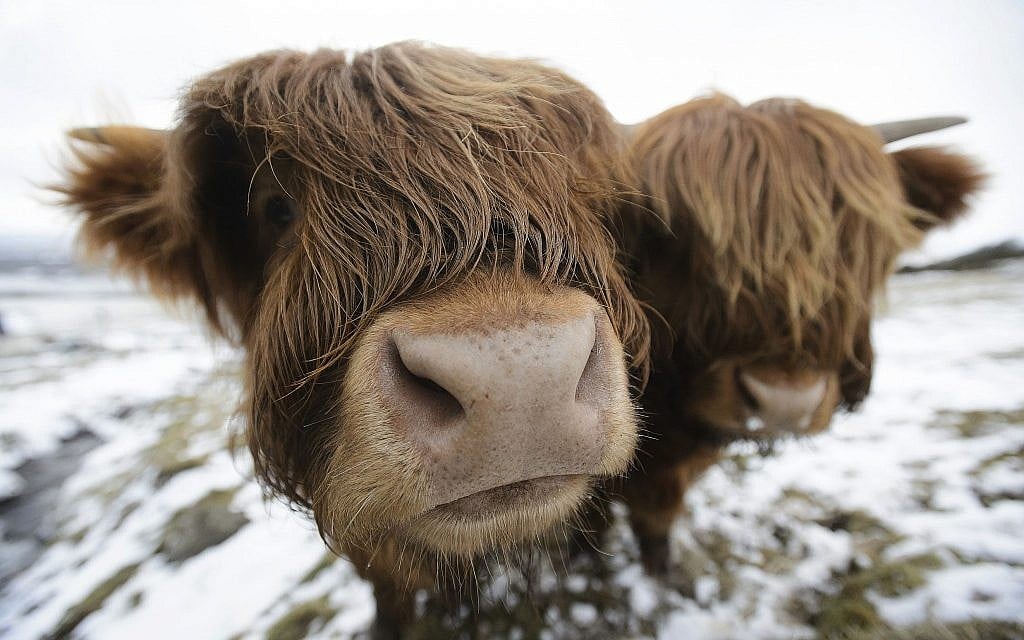 Highland cows are photographed as they graze in the Kilpatrick Hills near Glasgow, Scotland, March 18, 2018, as the cold snap keeps a grip of the United Kingdom. (John Linton/PA via AP)