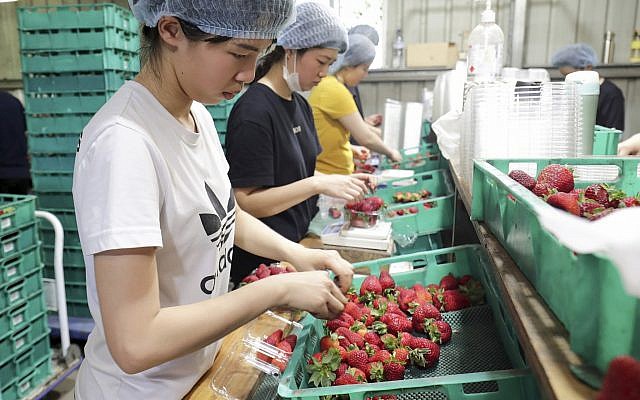 In this November 5, 2018, photo, workers sort and pack strawberries at the Chambers Flat Strawberry Farm in Chambers Flat, Queensland, Australia. (Tim Marsden/AAP Image via AP) In this November 5, 2018, photo, workers sort and pack strawberries at the Chambers Flat Strawberry Farm in Chambers Flat, Queensland, Australia. (Tim Marsden/AAP Image via AP)