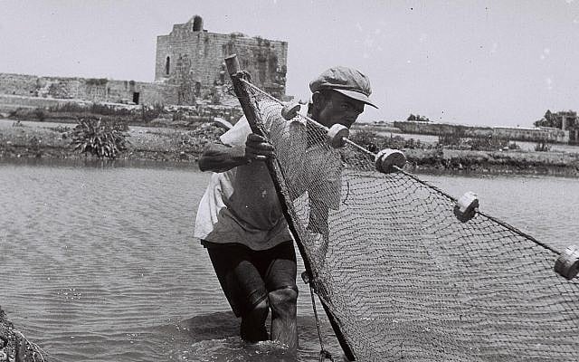 A fisherman laying his net in a fish pond at Kurdani Harbor, near Haifa (GPO, Public Domain/Wikimedia Commons)