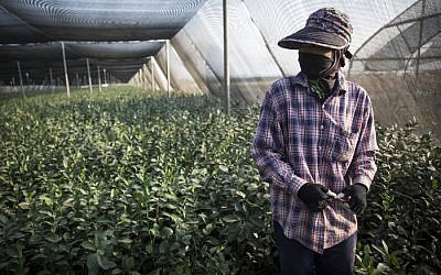 File: A Thai worker picks decorative flower leafs in Kibbutz Sde Nitzan's flower farm, near Israel's border with the Gaza Strip, on July 20, 2014 (Hadas Parush/Flash90)