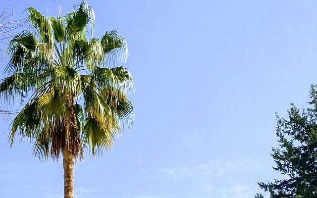 A healthy palm tree in Raanana, Israel (PlantArcBio)