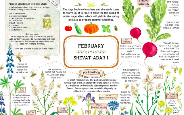 A page from 'A Year in the Garden' calendar by Ilana Stein, a Bezalel Academy trained illustrator and graphic designer who puts her love for home agriculture on the page. (Courtesy, A Year in the Garden) A page from 'A Year in the Garden' calendar by Ilana Stein, a Bezalel Academy trained illustrator and graphic designer who puts her love for home agriculture on the page. (Courtesy, A Year in the Garden)