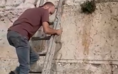 A snake catcher holds a coin-marked snake he pulled from the Western Wall, October 31, 2018. (Facebook screenshot)