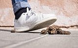 Illustrative image of dog poop  (C_FOR; iStock by Getty Images)