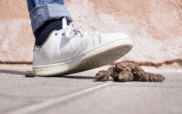Illustrative image of dog poop  (C_FOR; iStock by Getty Images)