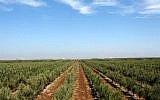 Rows of olive trees planted at Eretz Gshur (Courtesy Eretz Gshur)