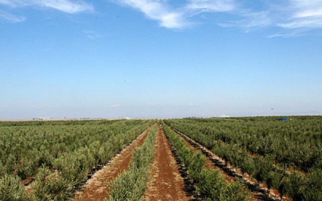 Rows of olive trees planted at Eretz Gshur (Courtesy Eretz Gshur)