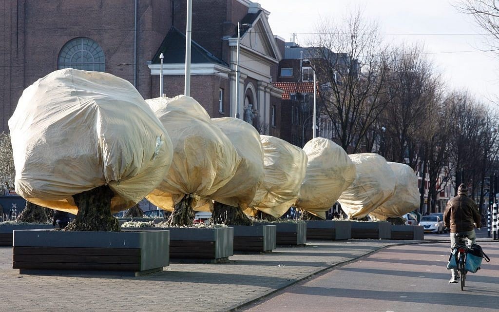 The olive trees outside of Amsterdam’s Portuguese synagogue get wrapped up every year. They are shown here in February 2018. (Hans Kaljee/via JTA) The olive trees outside of Amsterdam’s Portuguese synagogue get wrapped up every year. They are shown here in February 2018. (Hans Kaljee/via JTA)