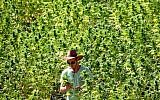 A worker tends to cannabis plants at a growing facility for the Tikun Olam company near the northern city of Safed, August 31, 2010. (Abir Sultan/Flash90)