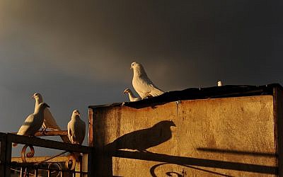 White doves rest on a rooftop in Jerusalem's Old City, at sunset, on December 24, 2018. (Mendy Hechtman/Flash90)