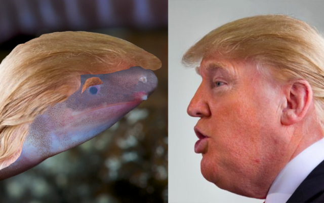 The Dermophis donaldtrumpi (l) shown with Donald Trump's hair in a relase from the company that bought the rights to name the amphibian. (Envirobuild) The Dermophis donaldtrumpi (l) shown with Donald Trump's hair in a relase from the company that bought the rights to name the amphibian. (Envirobuild)