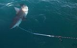 A sandbar shark is caught by researchers near the Orot Rabin power plant in Hadera where the gushing hot water used to cool the turbines draws draws schools of sharks that are increasingly endangered by overfishing. (AP Photo/Ariel Schalit)