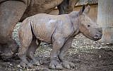 Newborn rhino cub seen at the Ramat Gan Safari, January 2019. (Sagi Tabachnick/Ramat Gan Safari)