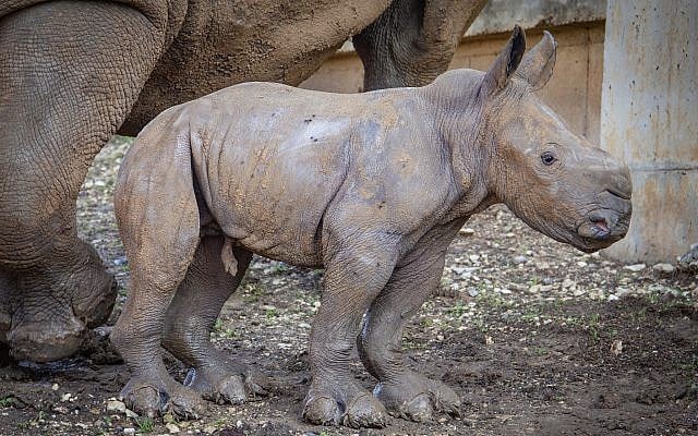 Newborn rhino cub seen at the Ramat Gan Safari, January 2019. (Sagi Tabachnick/Ramat Gan Safari) Newborn rhino cub seen at the Ramat Gan Safari, January 2019. (Sagi Tabachnick/Ramat Gan Safari)