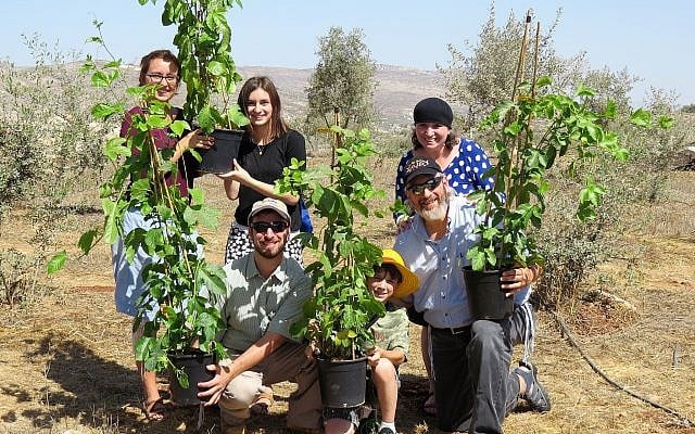 Planting fruit trees in Israel Planting fruit trees in Israel