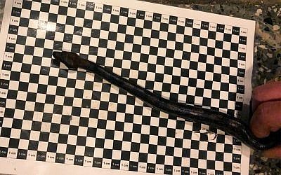 German customs authorities found this 40-cm long boa in a passenger's pants when he tried to board a plane for Israel in December 2018. (Courtesy/Potsdam customs office)