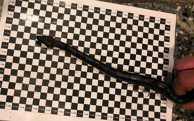 German customs authorities found this 40-cm long boa in a passenger's pants when he tried to board a plane for Israel in December 2018. (Courtesy/Potsdam customs office) German customs authorities found this 40-cm long boa in a passenger's pants when he tried to board a plane for Israel in December 2018. (Courtesy/Potsdam customs office)