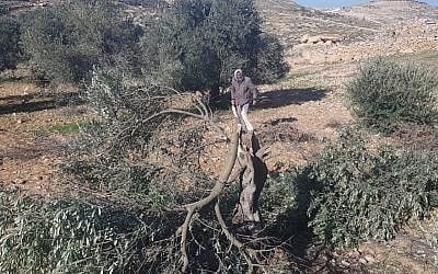 An olive tree chopped down at the site of an apparent hate crime in the village of Tuwani in the southern West Bank on January 8, 2019. (B'Tselem) An olive tree chopped down at the site of an apparent hate crime in the village of Tuwani in the southern West Bank on January 8, 2019. (B'Tselem)