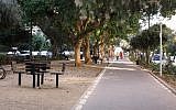 Several species of trees line Ben Gurion Boulevard. (Shmuel Bar-Am)