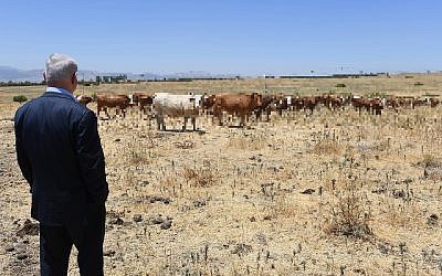 Illustration using photo of Prime Minister Benjamin Netanyahu during a visit in the Golan Heights, on June 6, 2017, with pixellated cows. (Photo by Haim Zach/GPO)