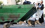 A man feeds stray cats leftovers from his shop, Jerusalem, October 13, 2010 (Keren Freeman/FLASH90)
