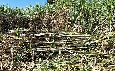 Illustrative image of a sugarcane field (vichitlamool; iStock by Getty Images)