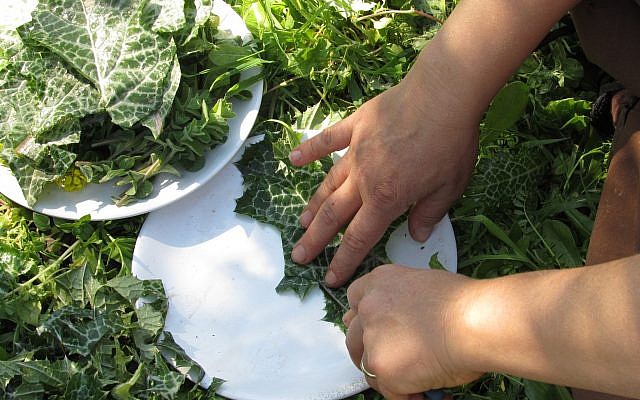 Making a salad from nettles foraged in the forest (Courtesy Ilana Stein) Making a salad from nettles foraged in the forest (Courtesy Ilana Stein)
