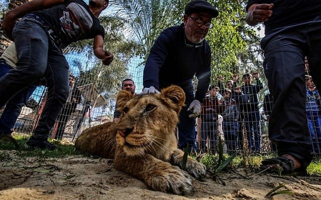 Palestinian veterinarian Fayyaz al-Haddad holds down the head of the lioness "Falestine" after being declawed, at the Rafah Zoo in the southern Gaza Strip on February 12, 2019. (Photo by SAID KHATIB / AFP)