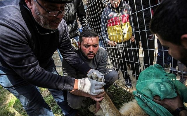 Palestinian veterinarian Fayyaz al-Haddad holds the paw of the lioness "Falestine" while inspecting her claws, at the Rafah Zoo in the southern Gaza Strip on February 12, 2019. (Photo by SAID KHATIB / AFP)